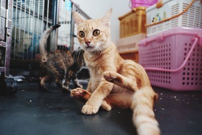 Close-up of a cat looking away