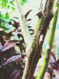 Close-up of tree trunk