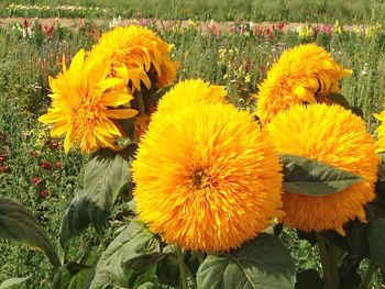 Close-up of sunflower on field