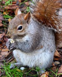 Close-up of squirrel on field