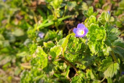 Close-up of purple flowering plant