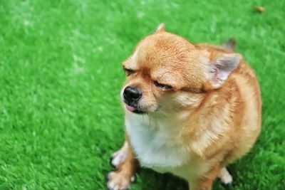 Portrait of a dog on field