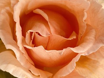 Close-up of rose