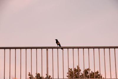 Bird perching on railing against sky