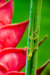 Lizard on heliconia.