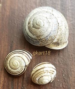 Close-up of snail on wooden table