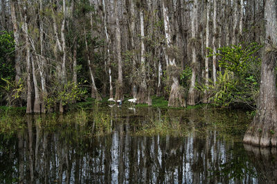 View of a lake with trees in the forest