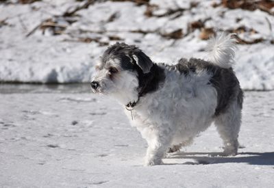 Dog walking on snowy field