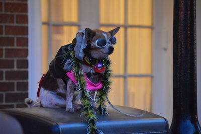 Dog with make-up sitting against window