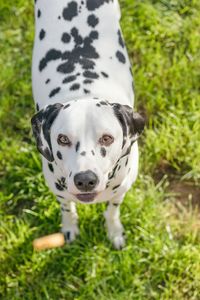 Close-up portrait of dog on field