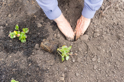 High angle view of man working on leaf