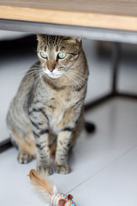 Cute oriental cat under the table at home, domestic animal closeup portrait