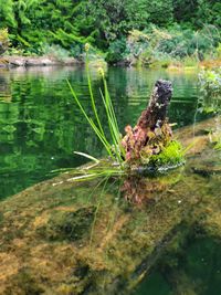 Plants growing in a lake