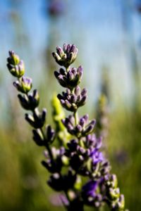 Close-up of purple flowers