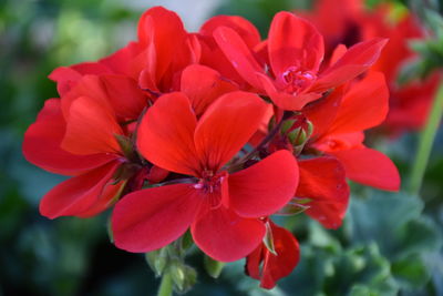 Close-up of red flower