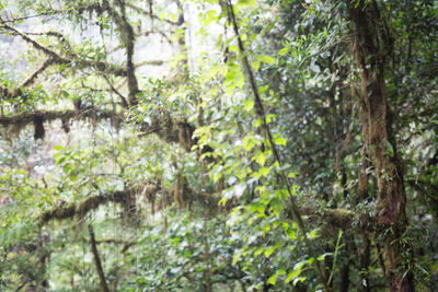 Low angle view of trees in forest