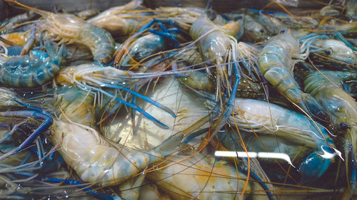 High angle view of fish for sale in market