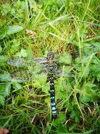 High angle view of insect on grass