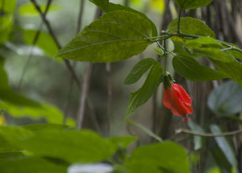 Close-up of red flowering plant