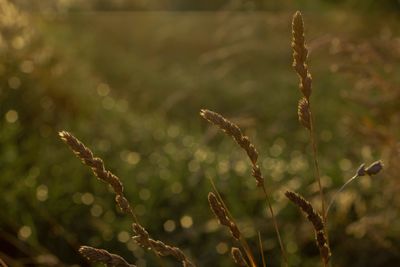 Close-up of stalks against blurred background