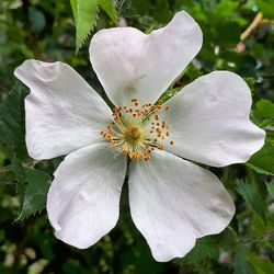 Close-up of white flower blooming outdoors