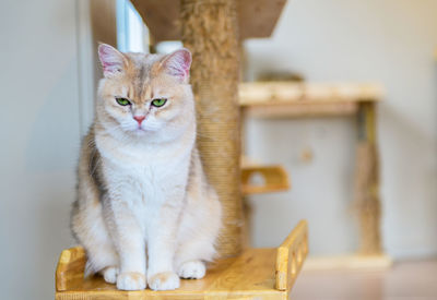 Cute brown scottish fold cat sitting on wood, popular pet animal concept