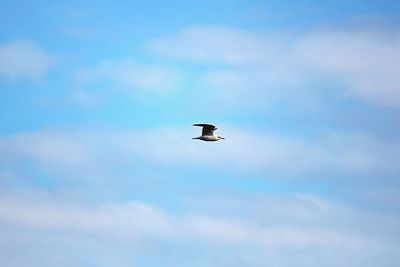 Low angle view of eagle flying against sky