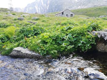 Plants growing on rocks by stream