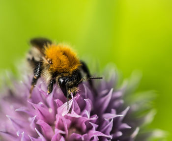 Close-up of bee on purple flower