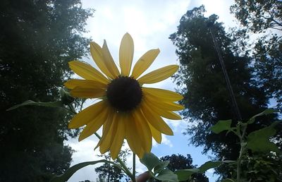 Low angle view of yellow flower blooming against sky