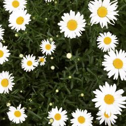 Close-up of white daisies blooming outdoors