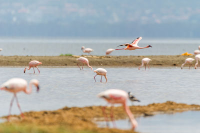 Birds in water against sky