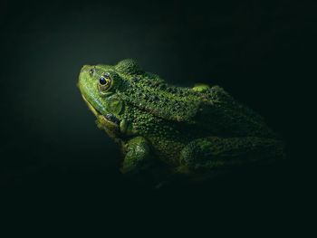 Close-up of frog on black background