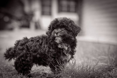 Close-up of dog