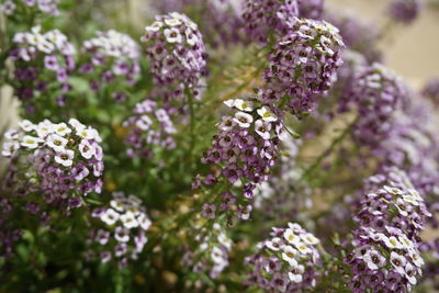 Close-up of purple flowering plants