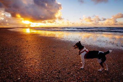 Dog on beach at sunset