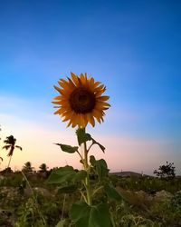 Sunflower blooming in field