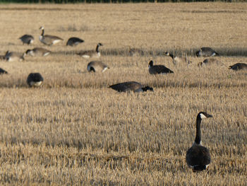 Flock of birds on field