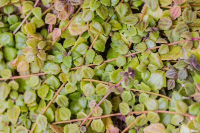 Full frame shot of berries growing on plant