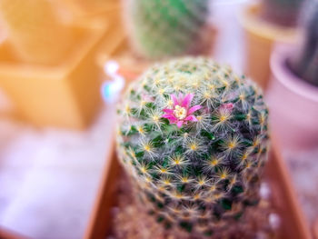 High angle view of potted cactus plant