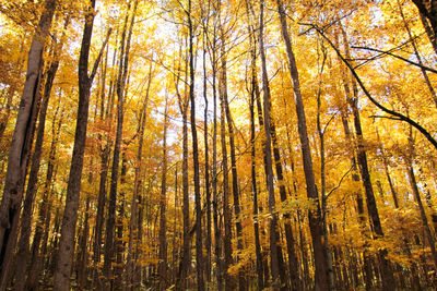 Low angle view of trees in forest during autumn