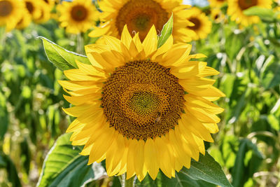 Close-up of sunflower