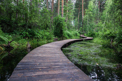 A winding bridge over a forest river. wooden boardwalk hiking trail or footpath across the river.