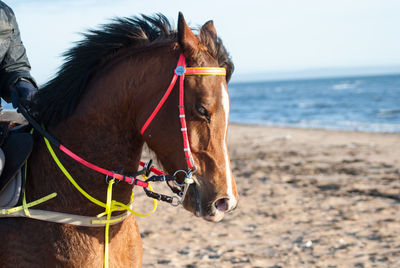 Close-up of horse standing on beach against sky