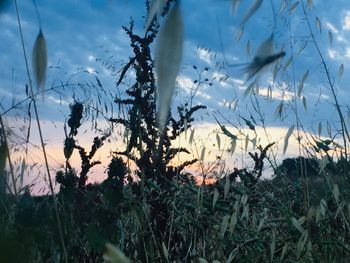 Silhouette plants on field against sky