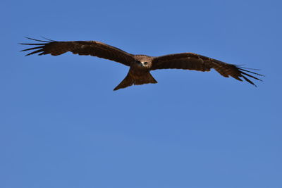 Low angle view of a black kite gliding through the sky