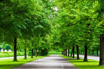 Footpath amidst trees in park