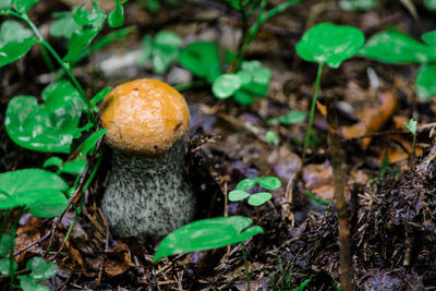 High angle view of small mushroom growing on field
