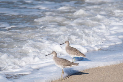 Seagull on beach