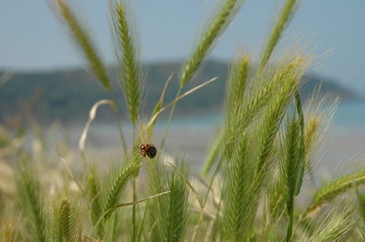 Close-up of ladybug on grass